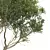 High Detail Sycamore Tree Model 3D model small image 2