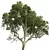 High Detail Sycamore Tree Model 3D model small image 3