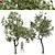 Chinese Crataegus Pinnatifida 3D Model 3D model small image 1