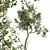 Chinese Crataegus Pinnatifida 3D Model 3D model small image 2