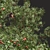 Chinese Crataegus Pinnatifida 3D Model 3D model small image 3