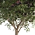 Elderberry Trio 3D Tree Set 3D model small image 2