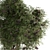 Elderberry Trio 3D Tree Set 3D model small image 3
