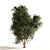 Elderberry Trio 3D Tree Set 3D model small image 4