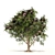 Elderberry Trio 3D Tree Set 3D model small image 5