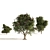 Elderberry Trio 3D Tree Set 3D model small image 6