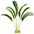 Strelitzia Nicolai Small 3D Models 3D model small image 2