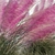 Pink Muhly Grass 3D Model 3D model small image 7