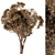 Broadleaf Dried Tree Assortment Set 3D model small image 2