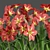 Ruby Amaryllis Collection Vol. 128 3D model small image 4