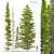 Abies Fir Tree Model Pack 3D model small image 1