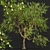 Pear Pyrus Communis 3D Plant 3D model small image 2