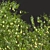 Pear Pyrus Communis 3D Plant 3D model small image 4