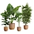 Exotic Indoor Plants Pack 26 3D model small image 1