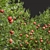 Pomegranate Plant 3D Models Set 3D model small image 3