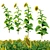 Tall Sunflower Plant Set 3D model small image 3