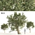 Mediterranean Olive Trees 3D Model 3D model small image 1