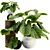 Tropical Elephant Ear Plant Collection 3D model small image 1
