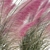 Pink Muhly Grass 3D Model 3D model small image 8