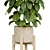 Ficus 3D Model V-Ray/Corona 3D model small image 2