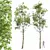 Sylvatica02 High Detail Fagus Tree 3D model small image 1