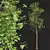 Sylvatica02 High Detail Fagus Tree 3D model small image 2