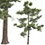 Detailed Pine Tree 3D Models 3D model small image 3