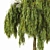 Detailed Weeping Willow Tree Pair 3D model small image 2