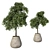 Bonsai Tree Model for Vray 3D model small image 1