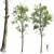 Detailed Fagus Sylvatica Tree Model 3D model small image 1