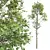 Detailed Fagus Sylvatica Tree Model 3D model small image 2