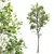 Detailed Fagus Sylvatica Tree Model 3D model small image 4