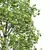 Detailed Fagus Sylvatica Tree Model 3D model small image 5