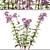 Joe Pye Weed Plants Set 3D model small image 3