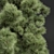 Detailed Pinus Palustris Tree Model 3D model small image 4