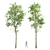 Fagus Sylvatica 3D Tree Models 3D model small image 1