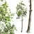 Fagus Sylvatica 3D Tree Models 3D model small image 3