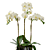 Orchid in Pot | V-Ray-Compatible 3D model small image 3