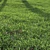 High-Quality Bermuda Grass Render Kit 3D model small image 5