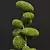 Nerve Plant Ficus Variety Green 3D model small image 2
