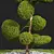 Nerve Plant Ficus Variety Green 3D model small image 3