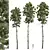 Southeastern Pinus Engelmannii 3D Model 3D model small image 1