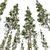 Exotic Fern and Pine Trees 3D model small image 4