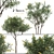 Moroccan Broom Tree Duo 3D model small image 1