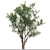 Moroccan Broom Tree Duo 3D model small image 3