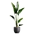 Tropical Beauty: Strelitzia Nicolai Pot 3D model small image 5