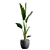 Tropical Beauty: Strelitzia Nicolai Pot 3D model small image 6