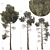 Jeffrey Pine Tree Variety Pack 3D model small image 1