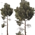 Jeffrey Pine Tree Variety Pack 3D model small image 2