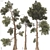 Jeffrey Pine Tree 3D Collection 3D model small image 1